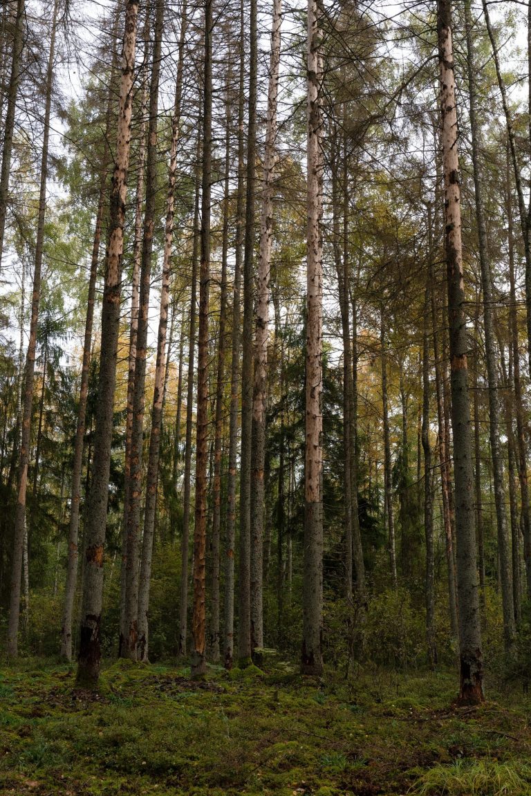 Broken Woodlands: Online photo exhibition: Deforestation & Nature Transformation | Martina Sedda - Artihost Panevėžys