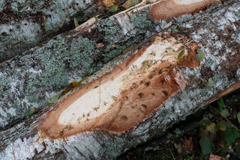 Broken Woodlands: Online photo exhibition: Deforestation & Nature Transformation | Martina Sedda - Artihost Panevėžys