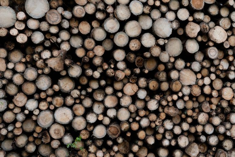 Broken Woodlands: Online photo exhibition: Deforestation & Nature Transformation | Martina Sedda - Artihost Panevėžys