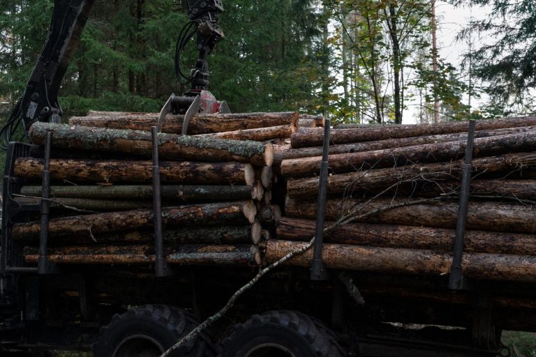 Broken Woodlands: Online photo exhibition: Deforestation & Nature Transformation | Martina Sedda - Artihost Panevėžys