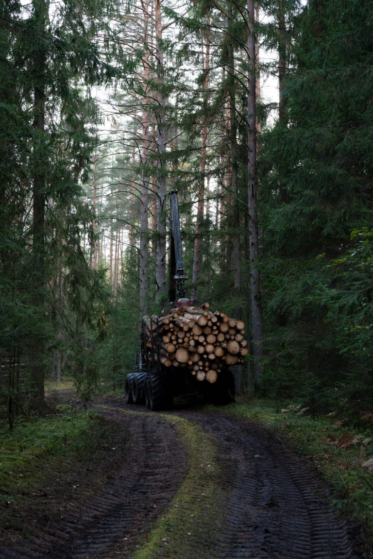 Broken Woodlands: Online photo exhibition: Deforestation & Nature Transformation | Martina Sedda - Artihost Panevėžys