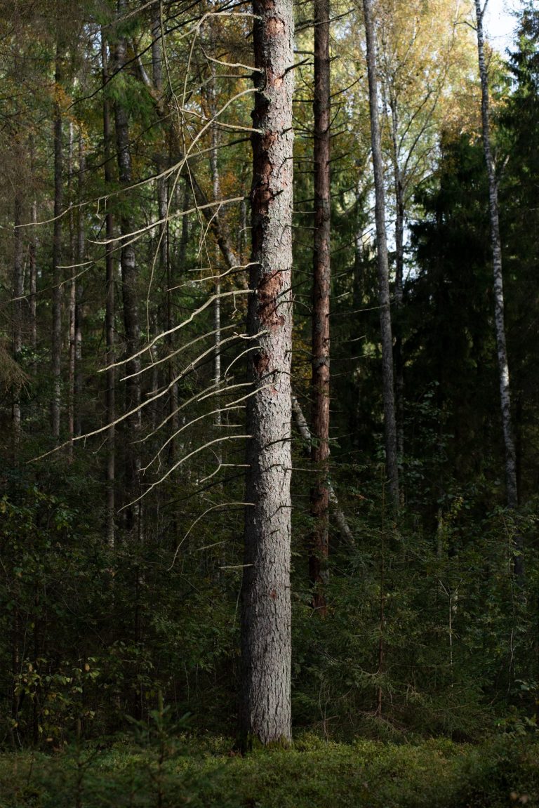 Broken Woodlands: Online photo exhibition: Deforestation & Nature Transformation | Martina Sedda - Artihost Panevėžys