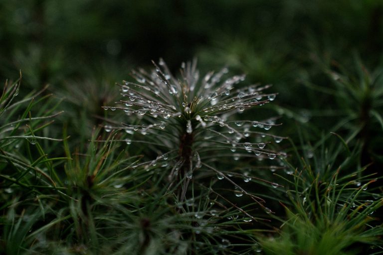 Broken Woodlands: Online photo exhibition: Deforestation & Nature Transformation | Martina Sedda - Artihost Panevėžys