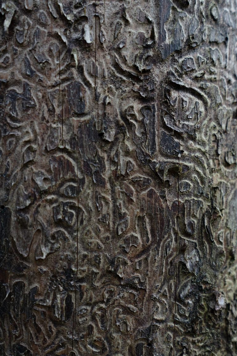 Broken Woodlands: Online photo exhibition: Deforestation & Nature Transformation | Martina Sedda - Artihost Panevėžys