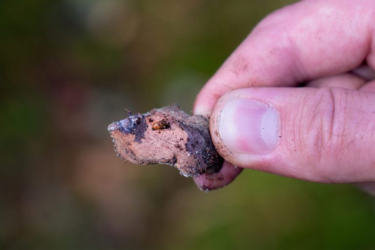 Broken Woodlands: Online photo exhibition: Deforestation & Nature Transformation | Martina Sedda - Artihost Panevėžys