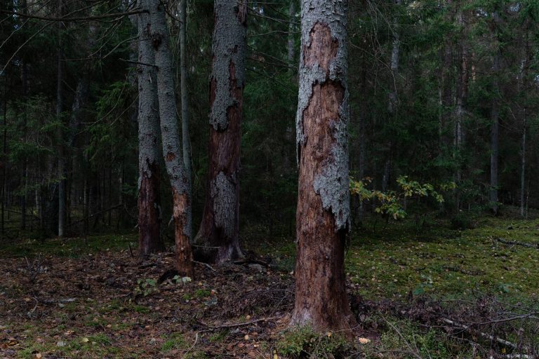 Broken Woodlands: Online photo exhibition: Deforestation & Nature Transformation | Martina Sedda - Artihost Panevėžys