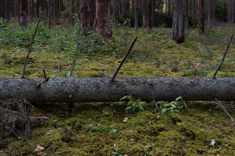 Broken Woodlands: Online photo exhibition: Deforestation & Nature Transformation | Martina Sedda - Artihost Panevėžys