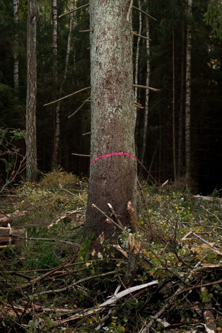 Broken Woodlands: Online photo exhibition: Deforestation & Nature Transformation | Martina Sedda - Artihost Panevėžys