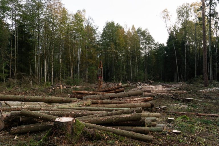 Broken Woodlands: Online photo exhibition: Deforestation & Nature Transformation | Martina Sedda - Artihost Panevėžys